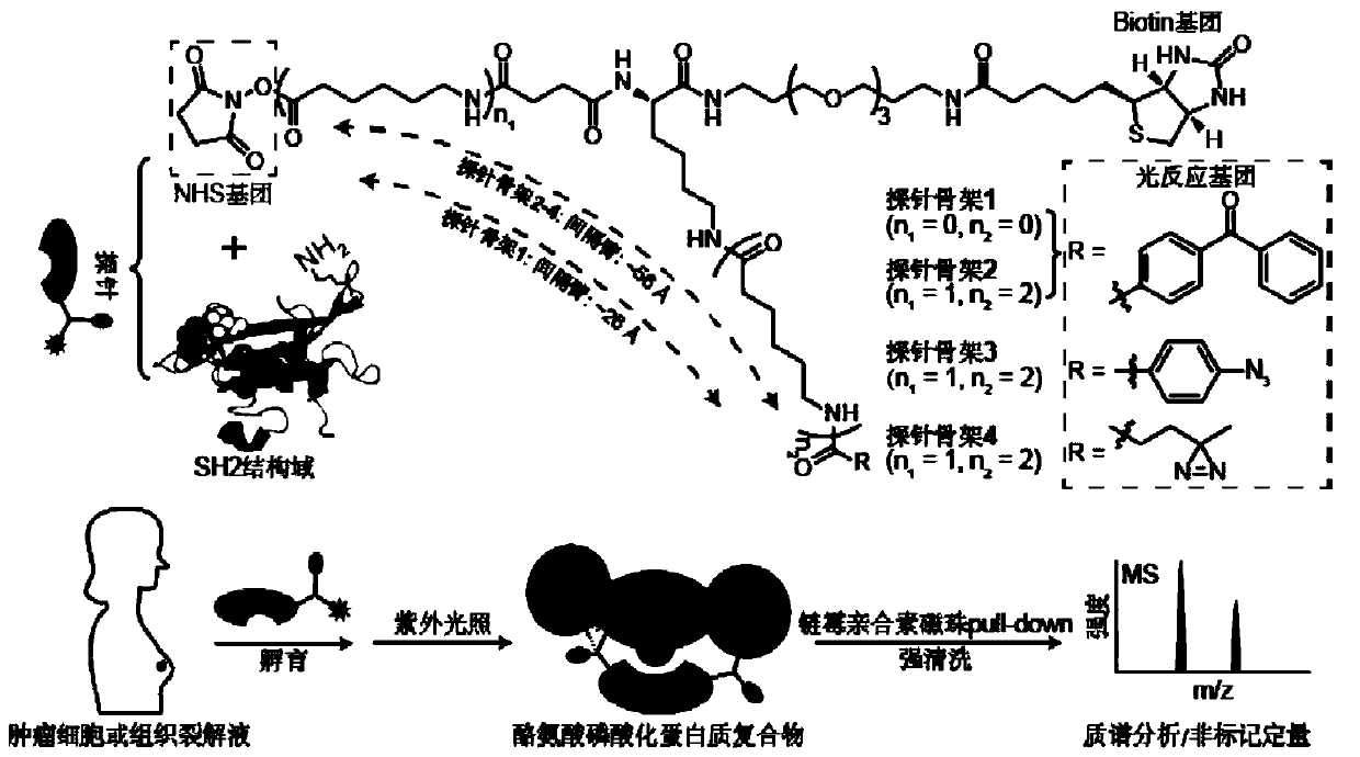 Probe and application thereof