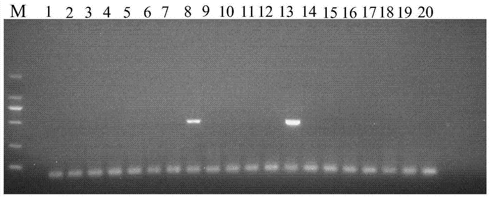 Molecular-specific marker primers for cherry blossom cultivars "Hongfeng" and "Ichihara Huwei"