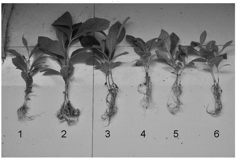 Teak seedling stage foliar fertilizer and application method thereof