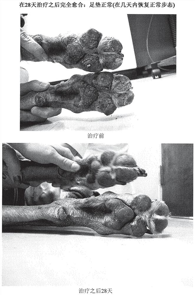 Pemphigus Treatment