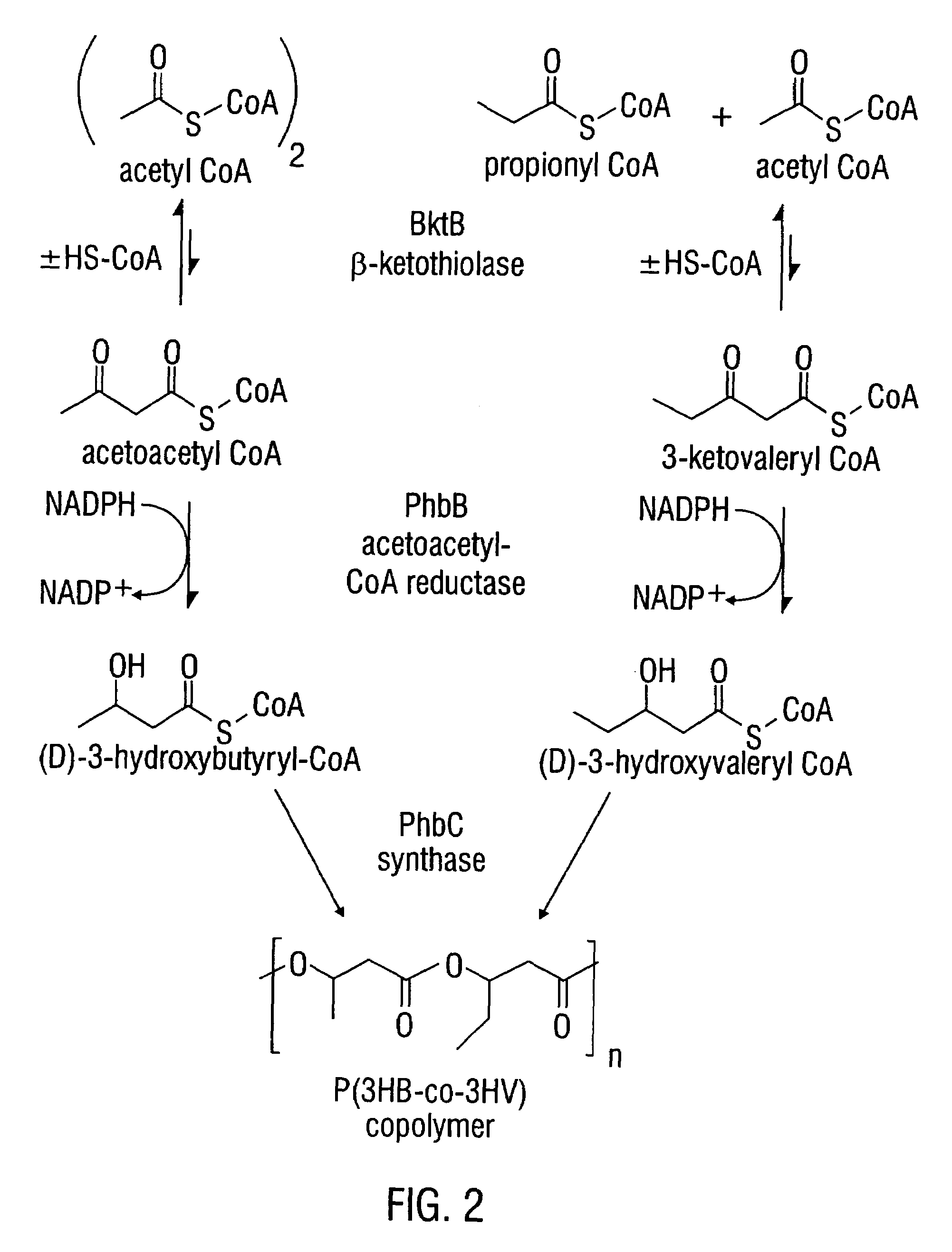 Modified threonine deaminase