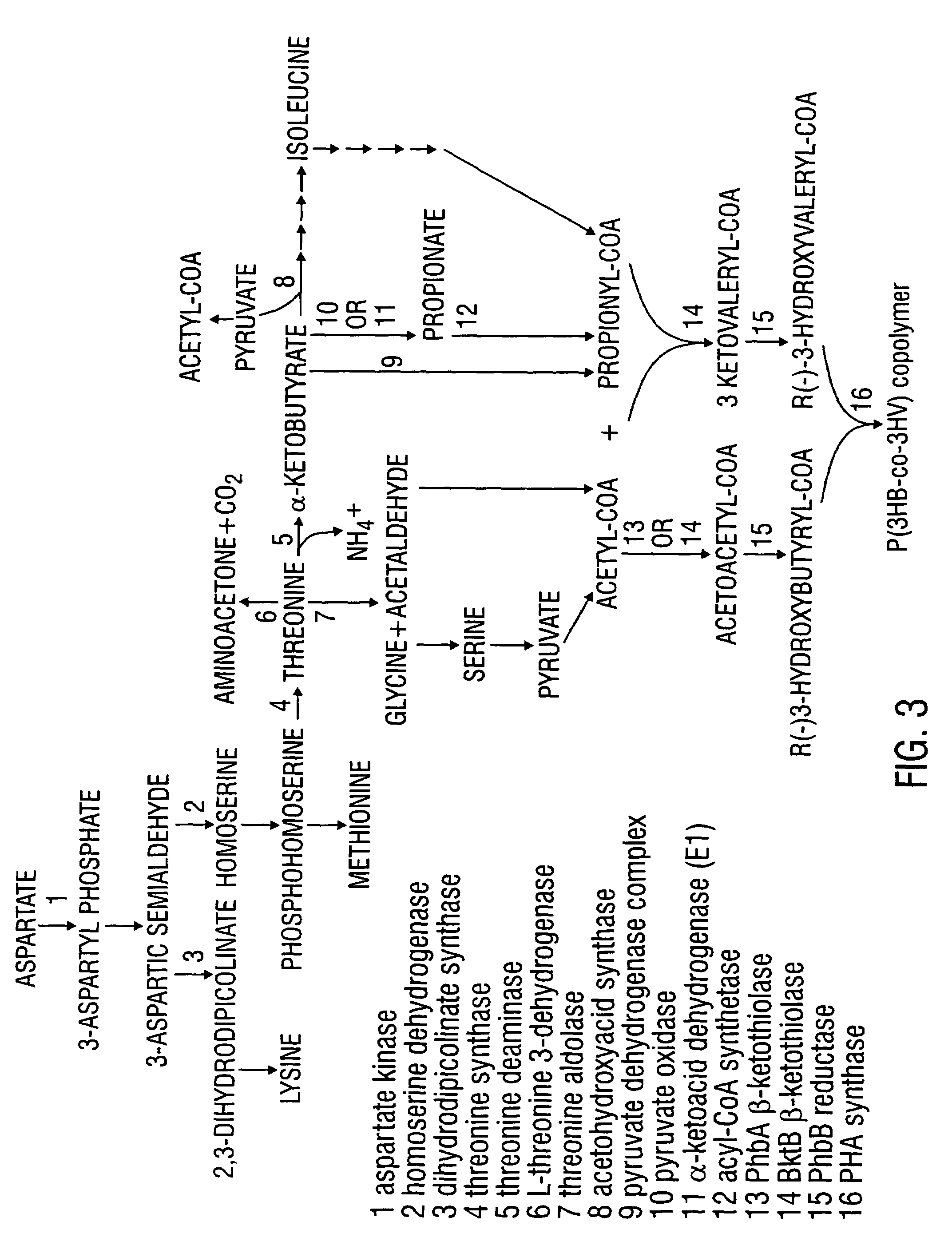 Modified threonine deaminase