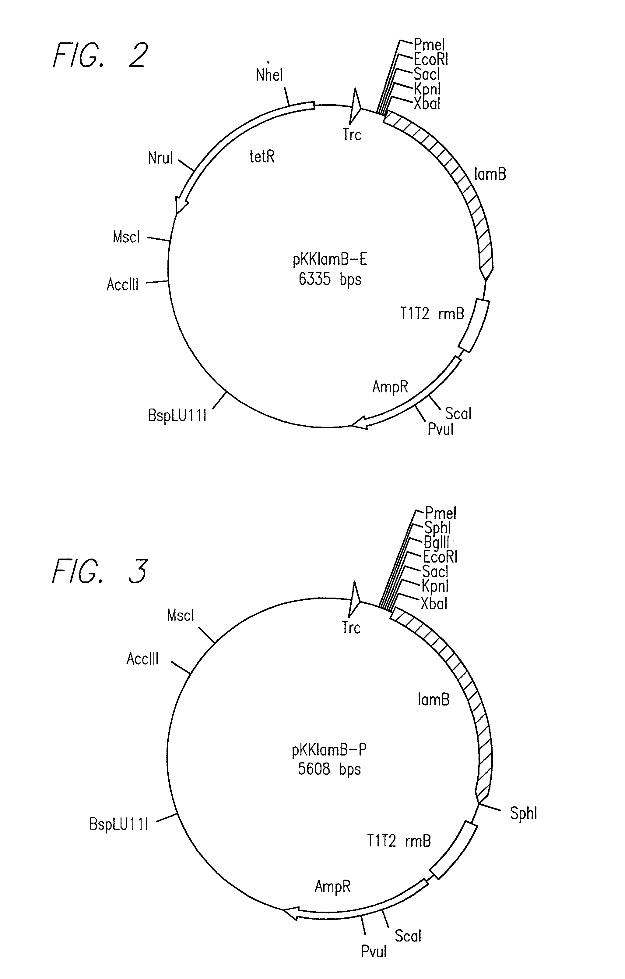 Screening system to identify polynucleotides encoding cleavable N-terminal signal sequences