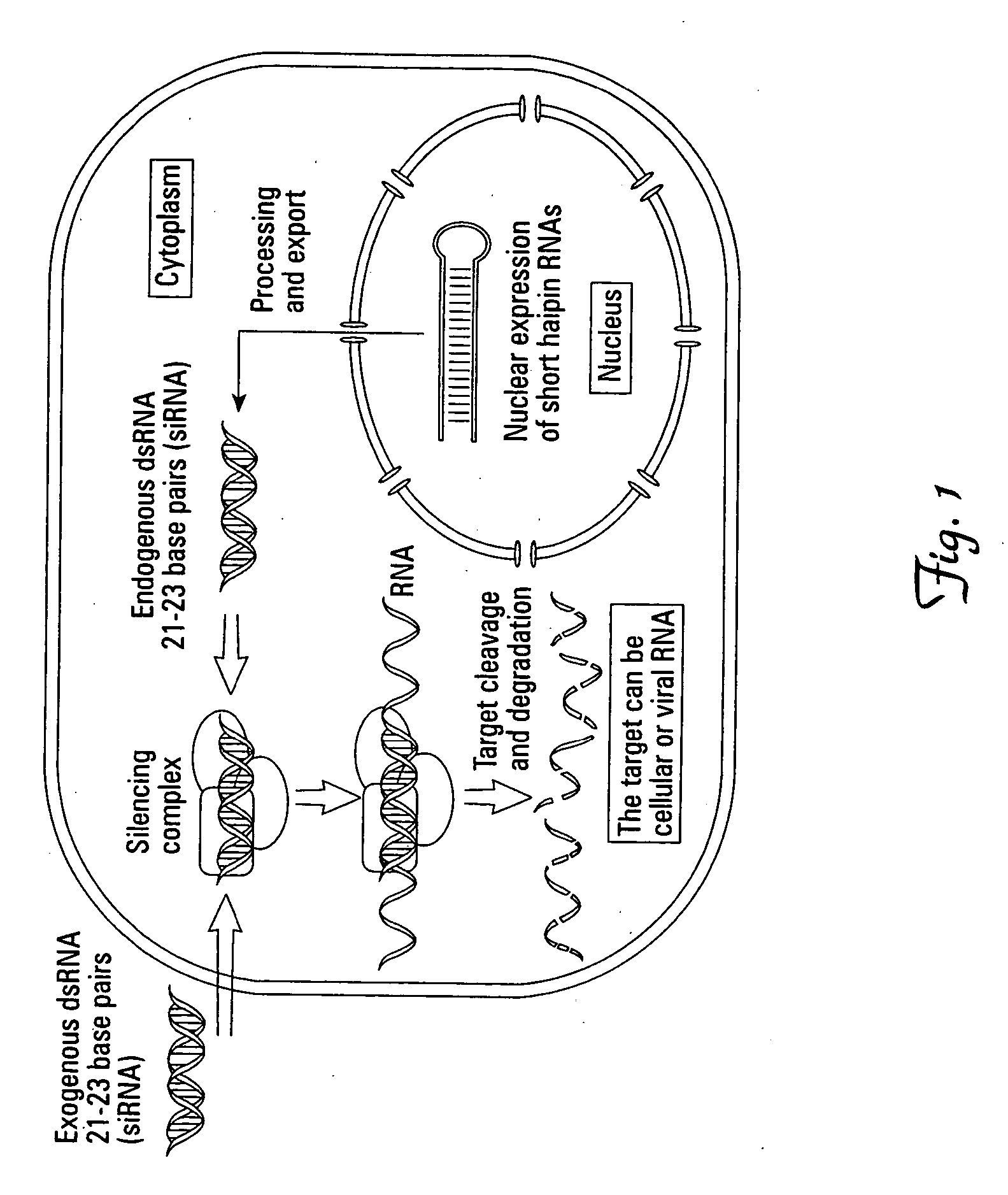 RNA interference in respiratory epitheial cells