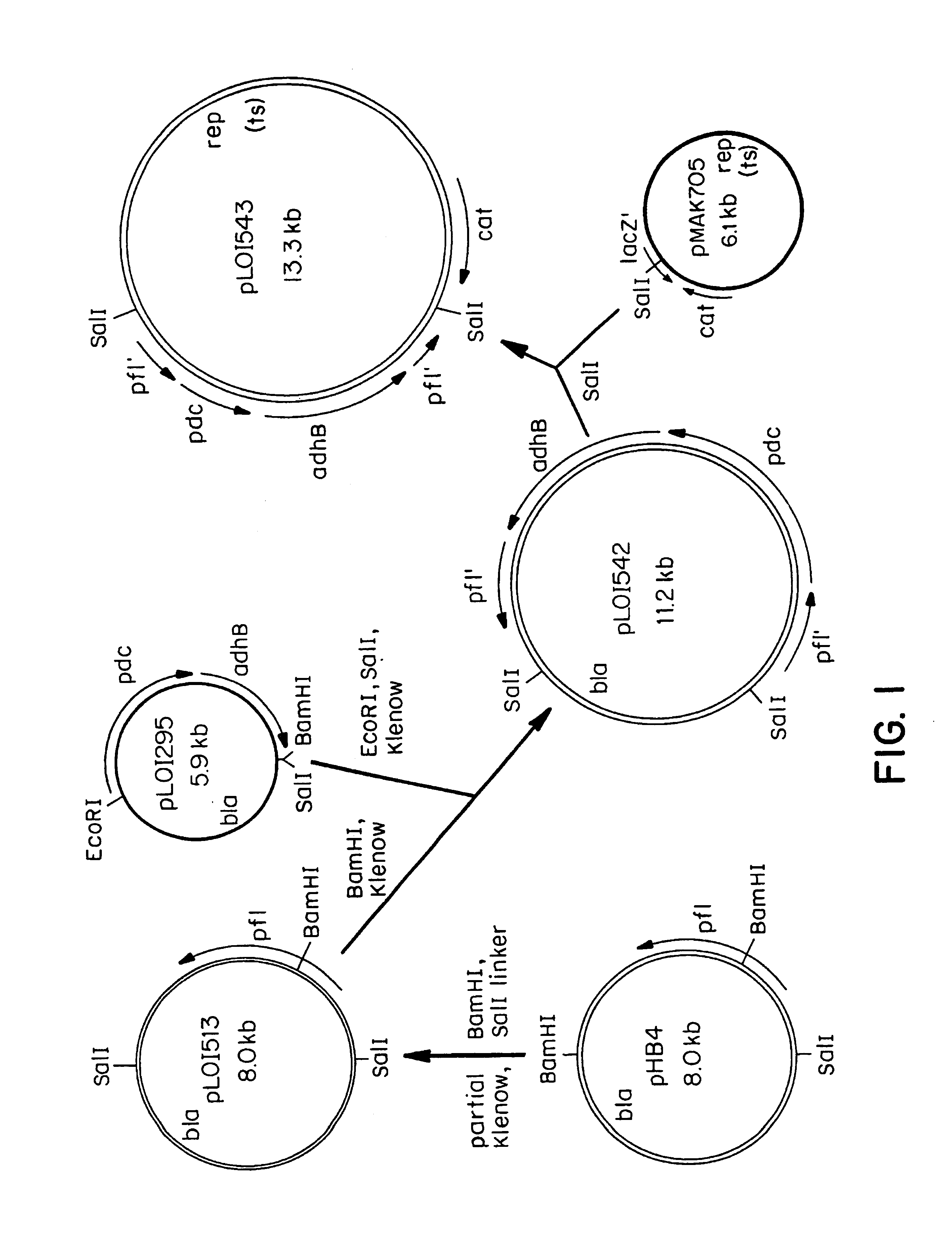 Recombinant cells that highly express chromosomally-integrated heterologous gene