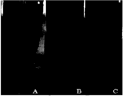 Biomembrane for ocular surface restoration and preparation method thereof