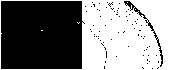 Biomembrane for ocular surface restoration and preparation method thereof