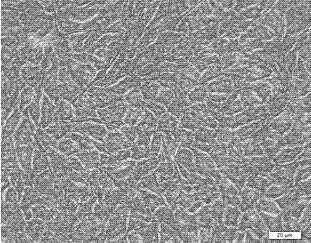 Preparation method of novel tissue engineering skin