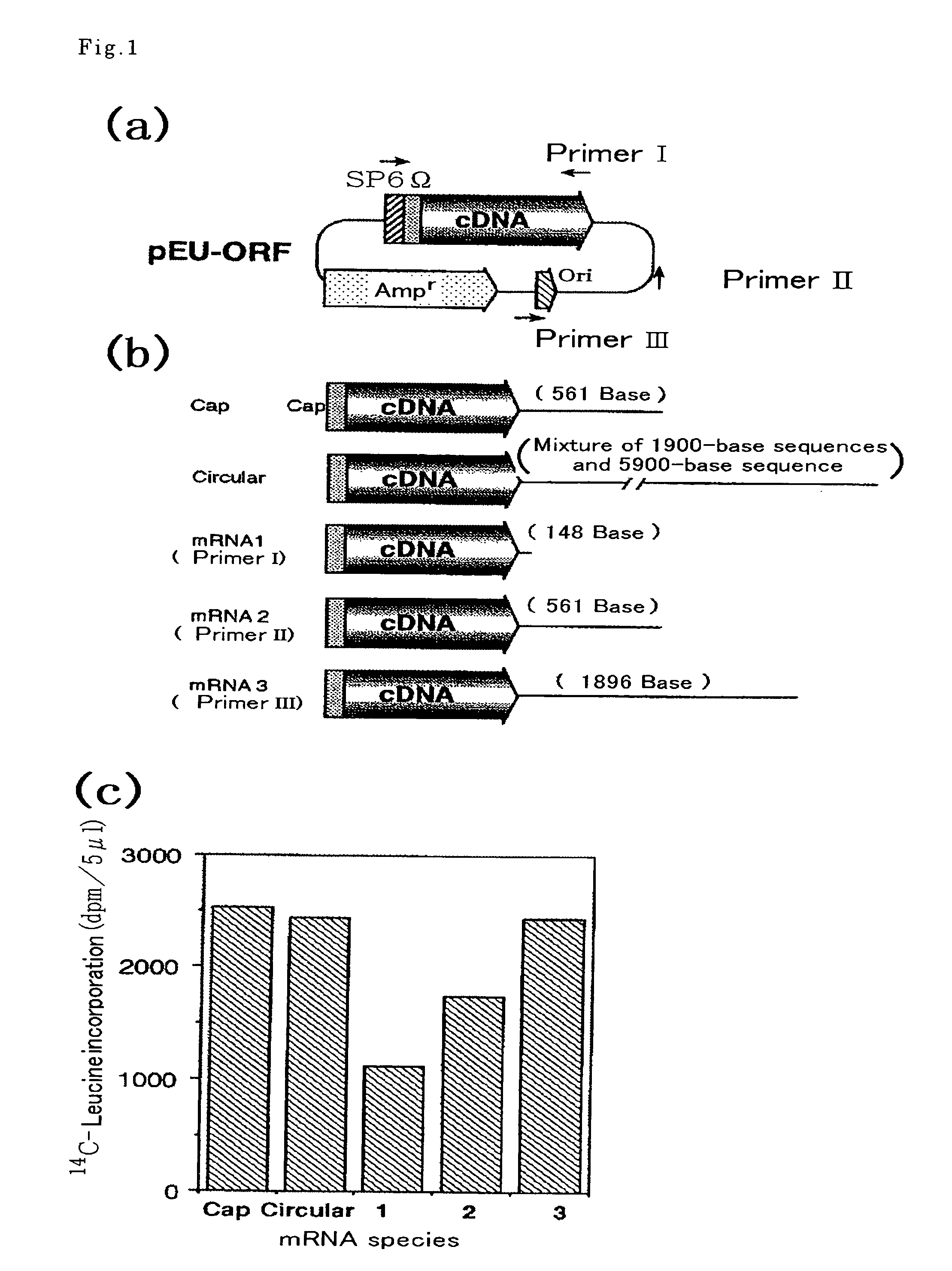 Transcription template for cell-free protein synthesis and method using the same