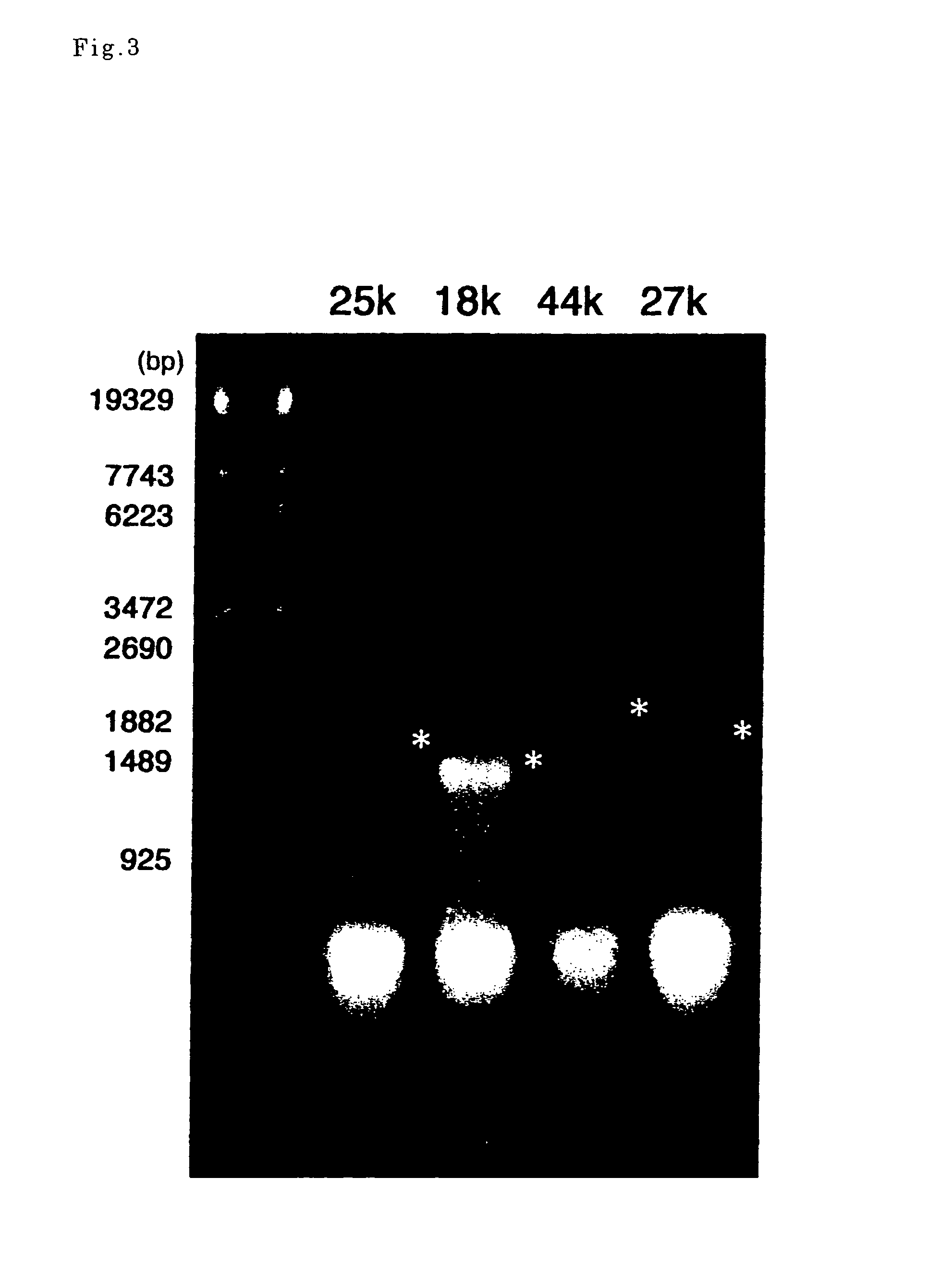 Transcription template for cell-free protein synthesis and method using the same