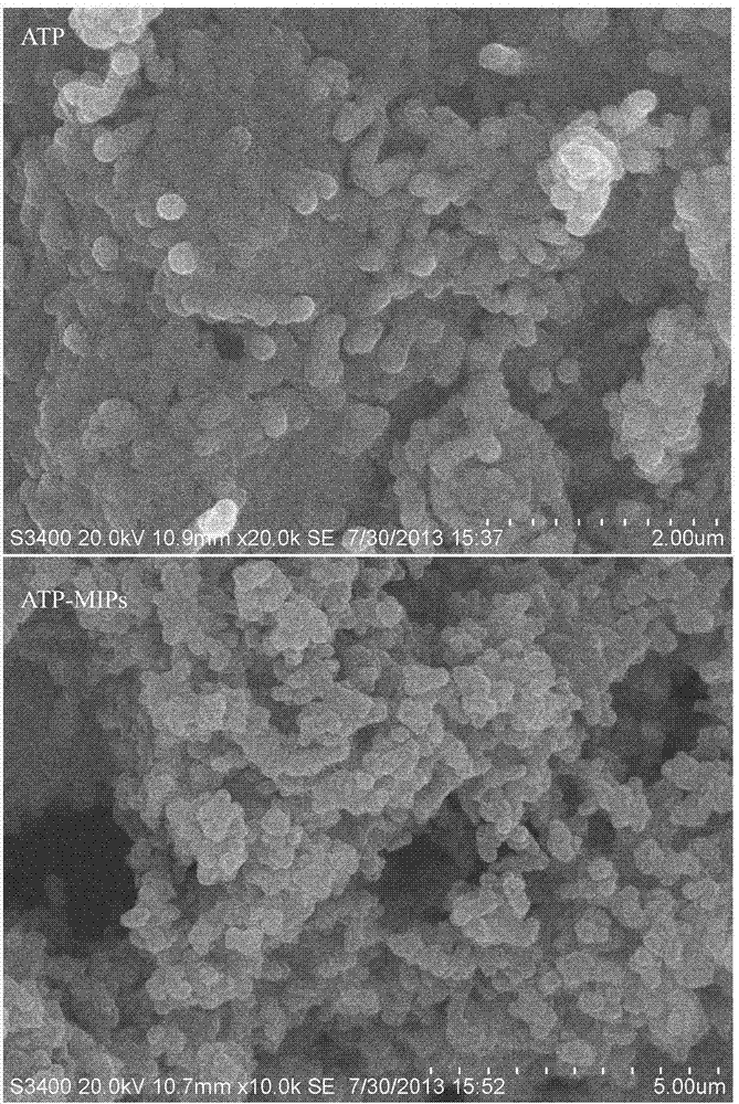 Method for preparing silane coupling agent modified attapulgite surface molecular imprinting material aiming at bisphenol A