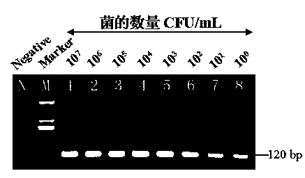 Highly specific gene segment of Cronobacter spp. and application thereof