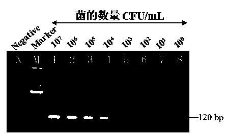 Highly specific gene segment of Cronobacter spp. and application thereof