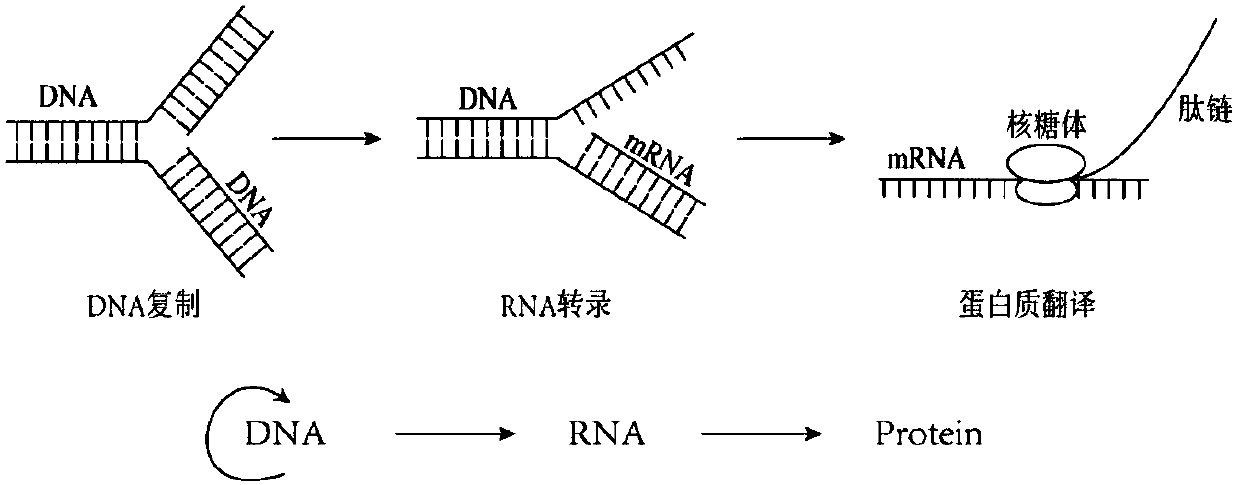 Application of nucleic acid construct containing streptavidin elements to protein expression and purification