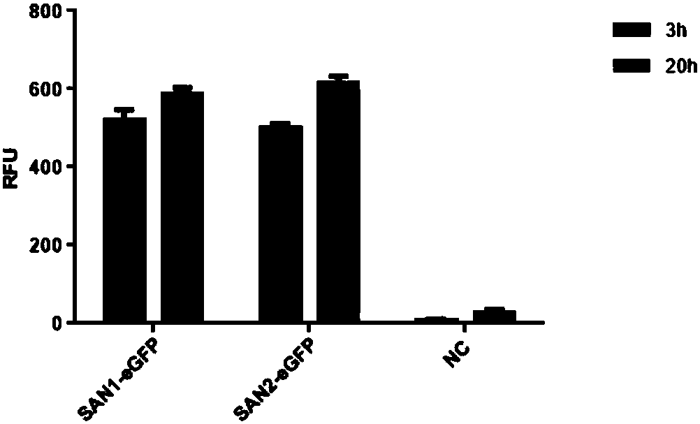 Application of nucleic acid construct containing streptavidin elements to protein expression and purification