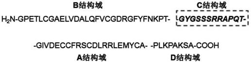 Injectable hydrogels incorporating igf-1c polypeptides