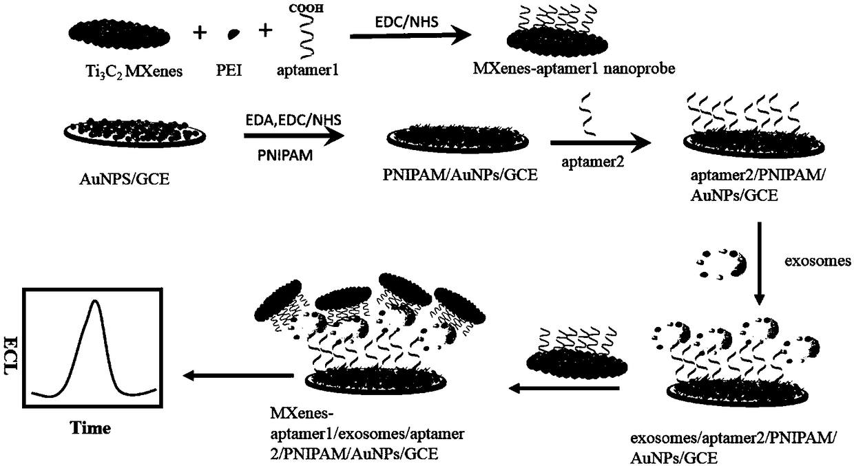 Biosensor based on Ti3C2 two-dimensional metal carbide catalyzed luminol electrochemiluminescence probe and preparation method thereof