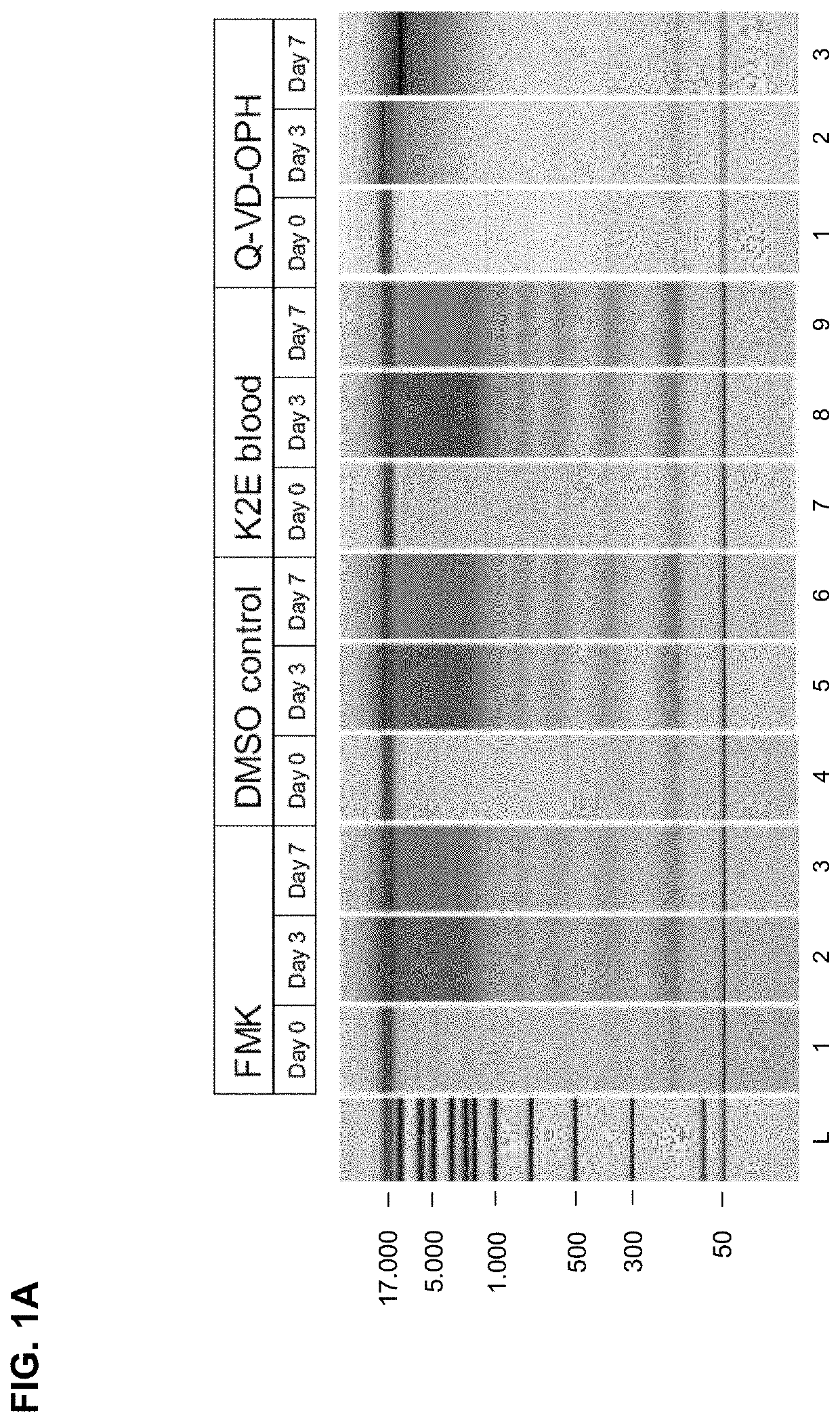 Stabilisation and isolation of extracellular nucleic acids