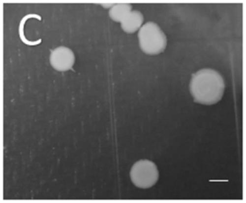 Psychrobacter pulmonis strain T-15 for producing polysaccharide and application of strain