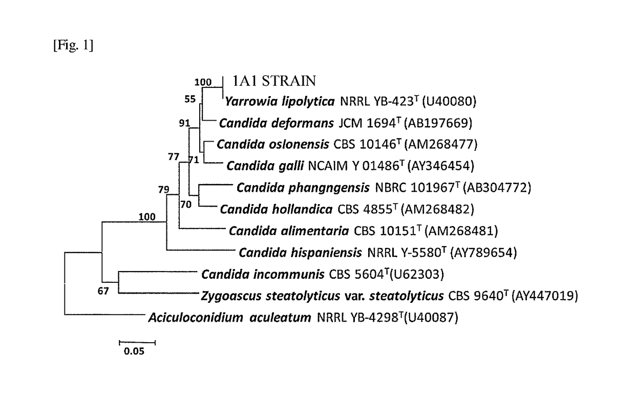 Microorganism belonging to <i>Yarrowia </i>genus, and oil decomposition agent and oil decomposition/removal method using same