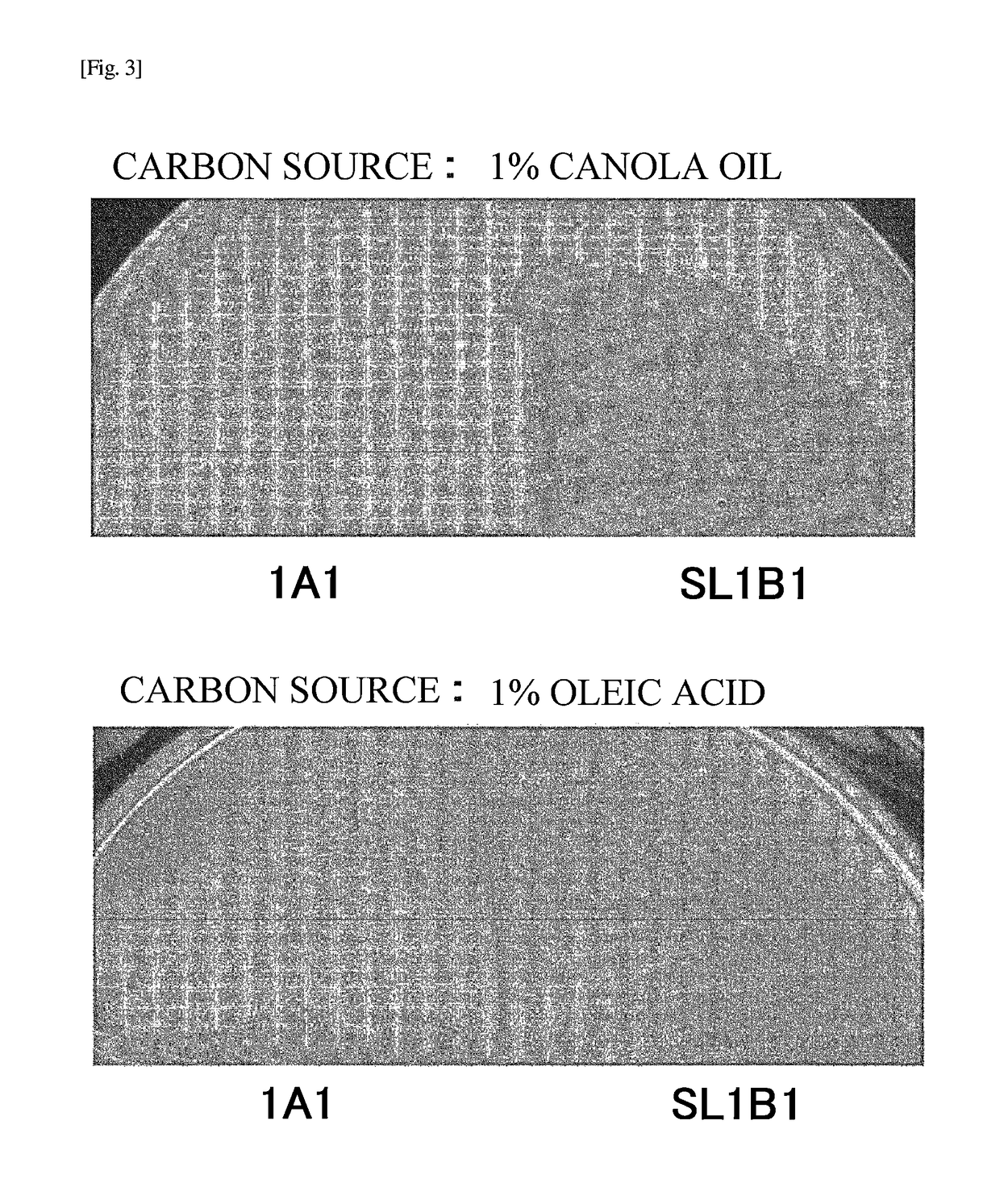 Microorganism belonging to <i>Yarrowia </i>genus, and oil decomposition agent and oil decomposition/removal method using same