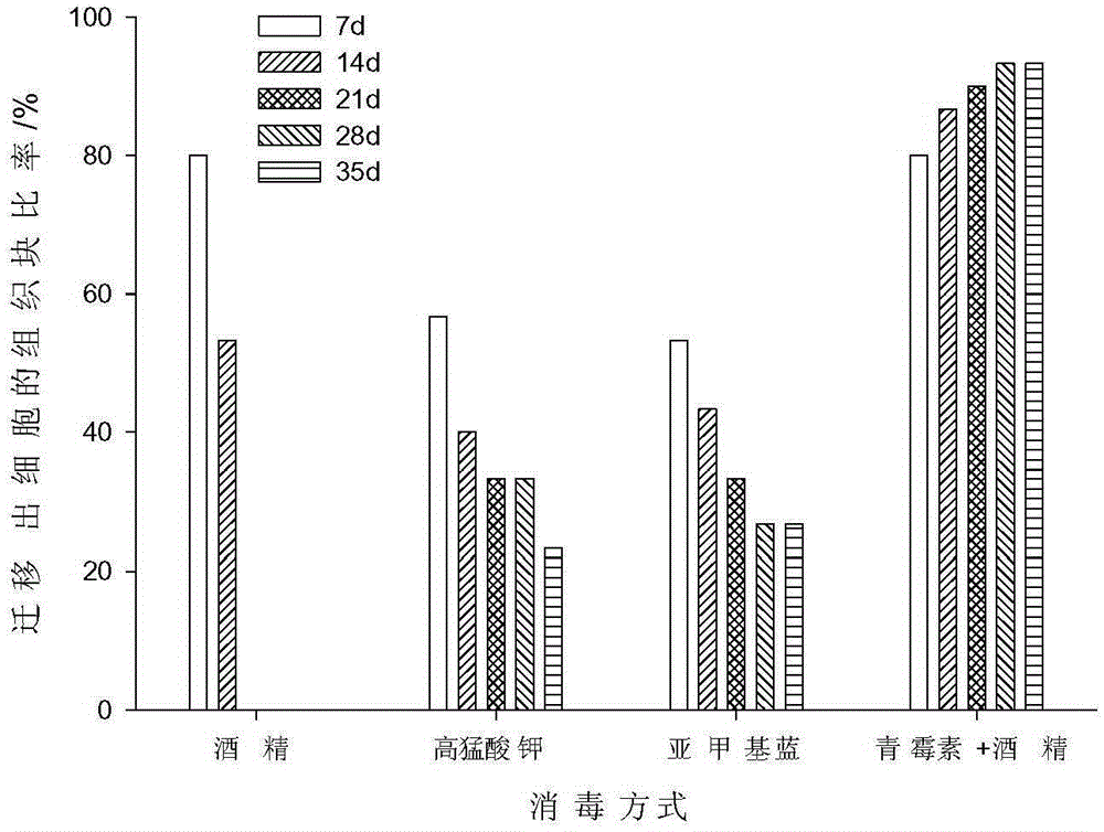 Method for constructing sinocyclocheilus rhinocerous heart cell line