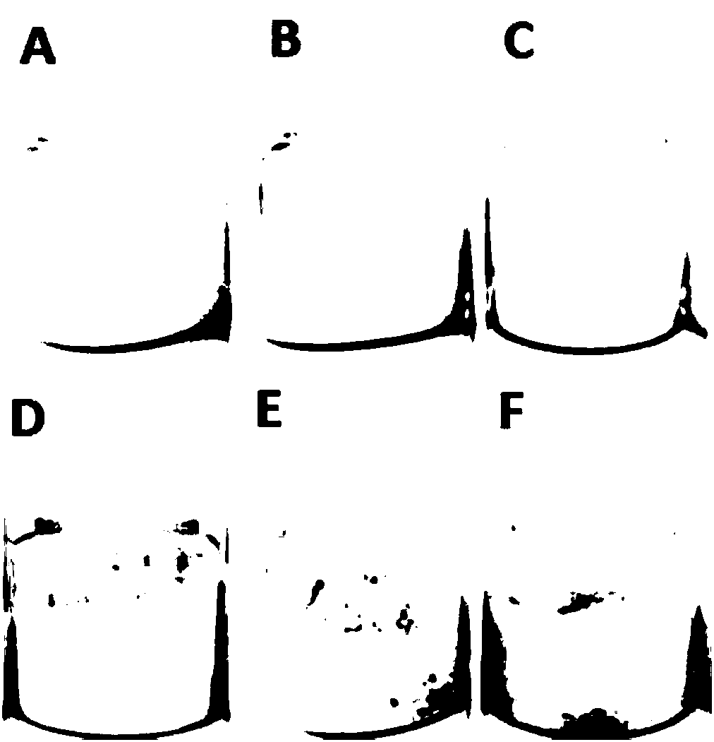 Essence as well as preparation method and application thereof