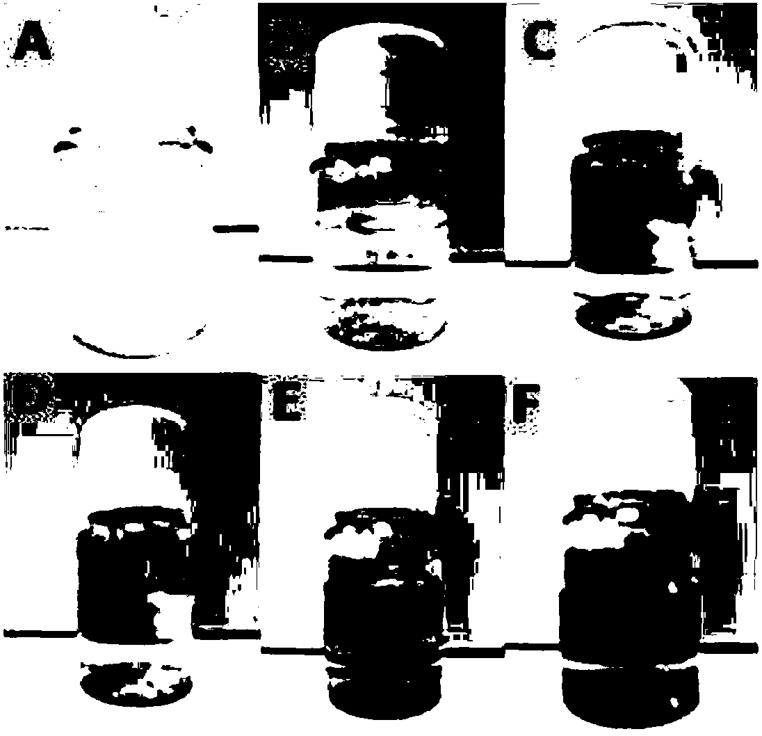 Essence as well as preparation method and application thereof