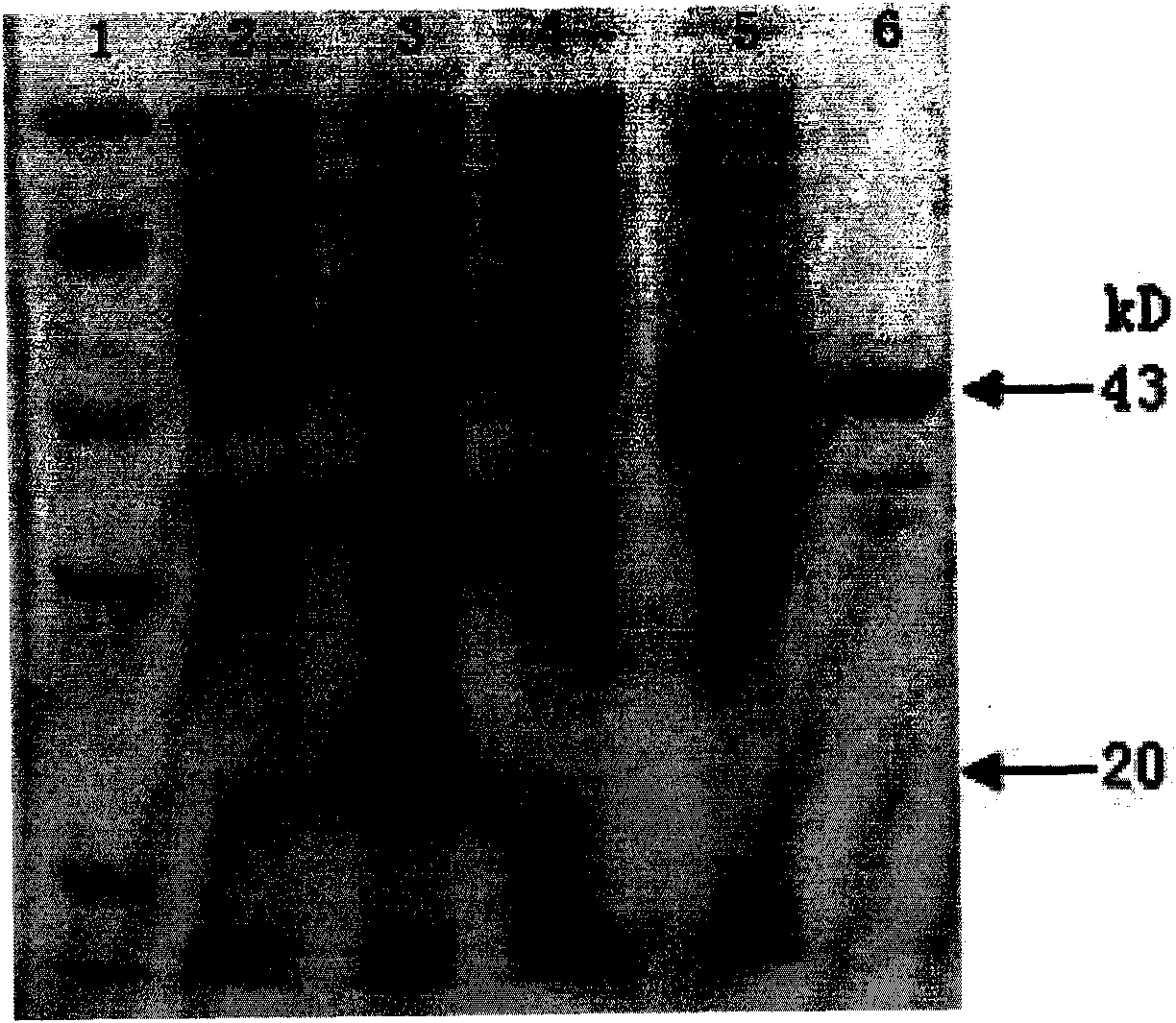 Recombinant protein for diagnosing bovine tuberculosis and application thereof