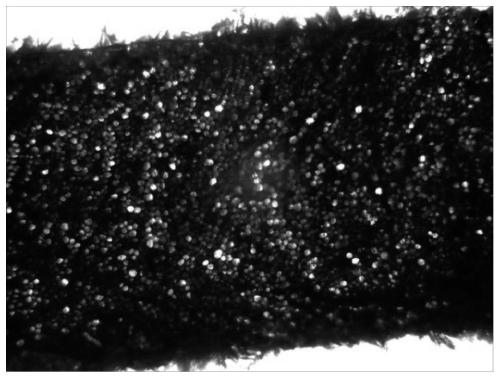 A class of disperse dyes with azobenzothiazole structure suitable for supercritical carbon dioxide anhydrous wool dyeing and preparation method thereof