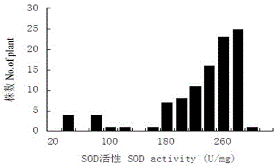 Strong-winter winter rape (Brassica campestris) SOD enzyme molecular marker and QTL locus