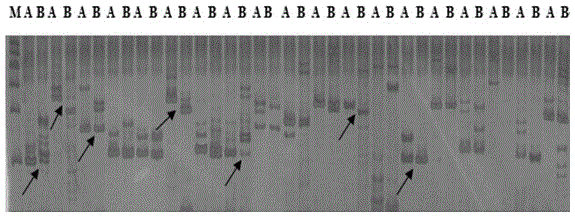 Strong-winter winter rape (Brassica campestris) SOD enzyme molecular marker and QTL locus