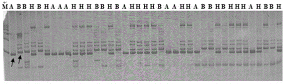 Strong-winter winter rape (Brassica campestris) SOD enzyme molecular marker and QTL locus