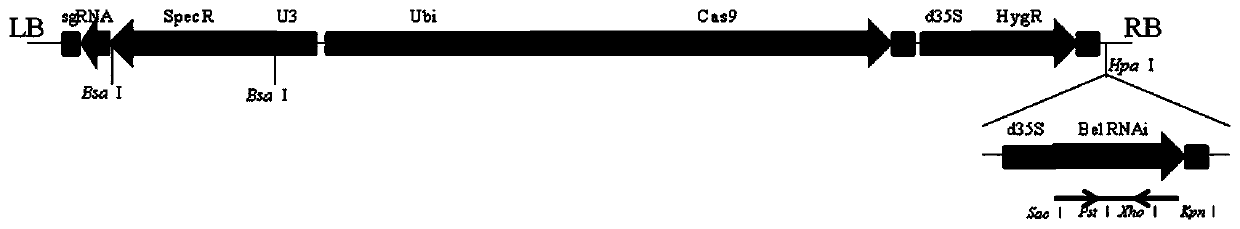 A screening method for recombinant vectors and non-transgenic gene editing plants