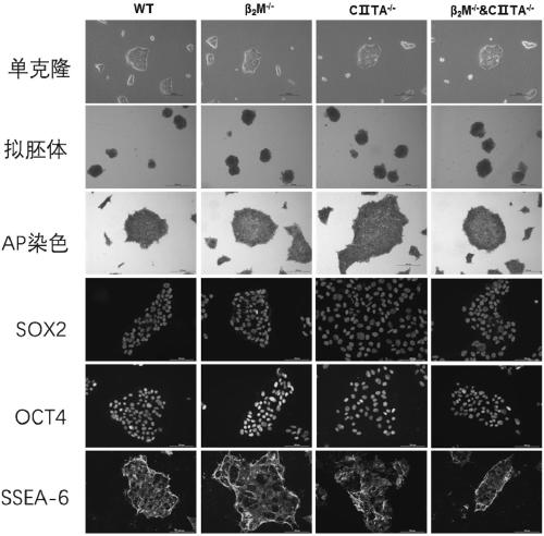 Induced pluripotent stem cell line for reducing cell immunogenicity and construction method thereof