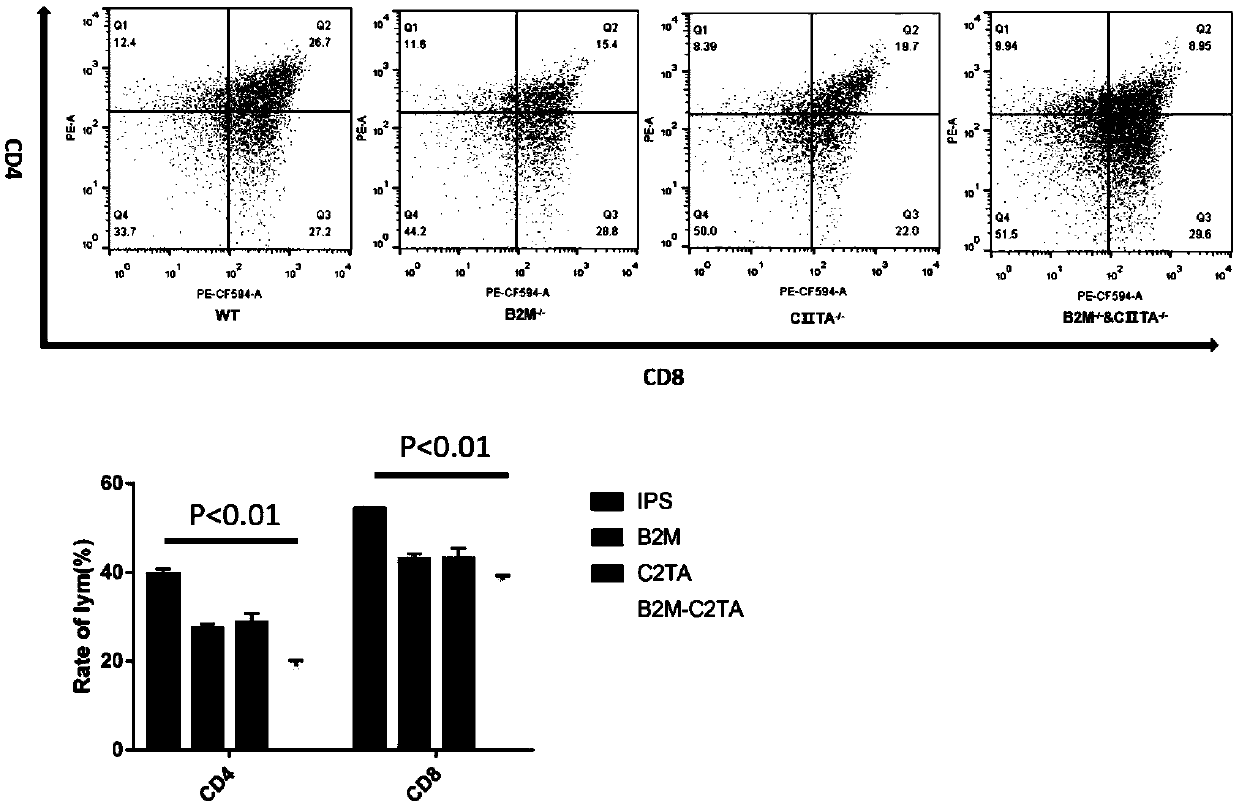 Induced pluripotent stem cell line for reducing cell immunogenicity and construction method thereof