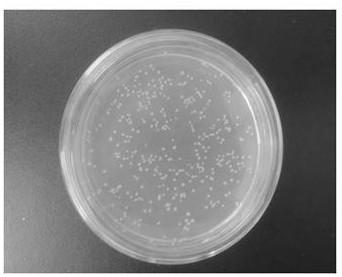 Lacripin-8 gene fragment, encoded protein, preparation method and application of mushroom c91-3 strain