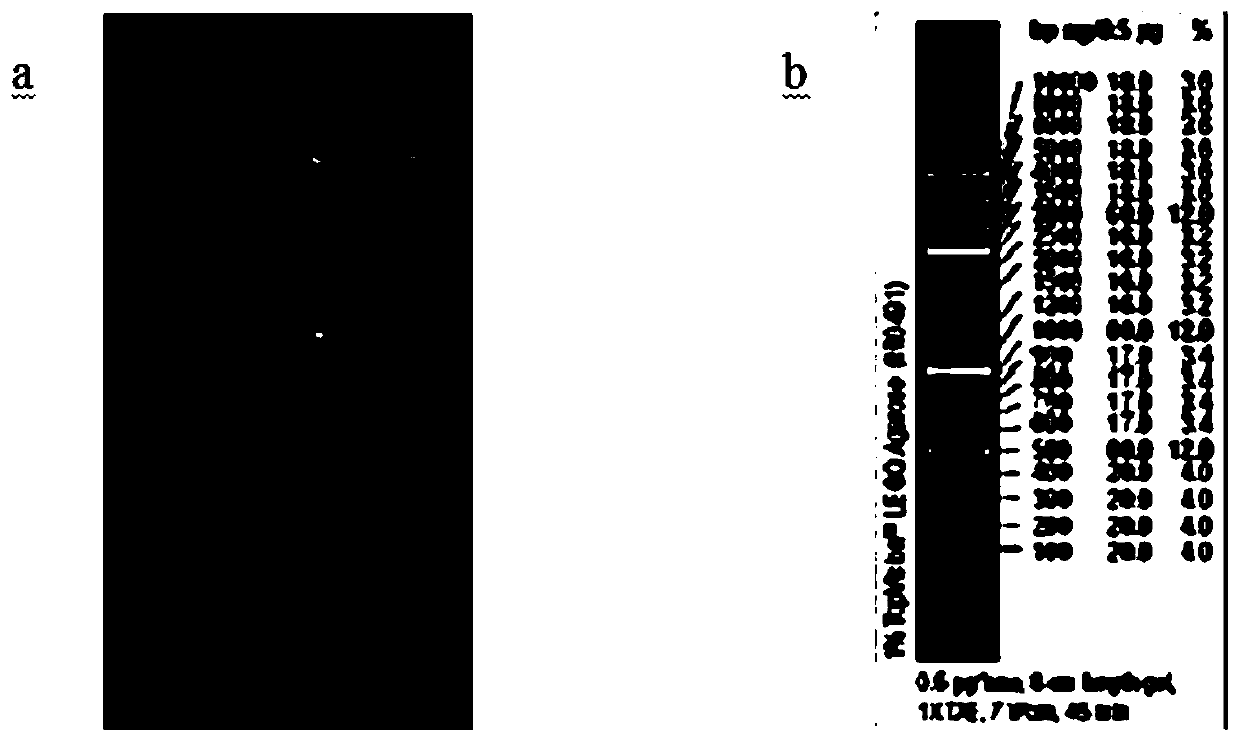 Expression optimization and purification method of helicobacter pylori serine proteinase