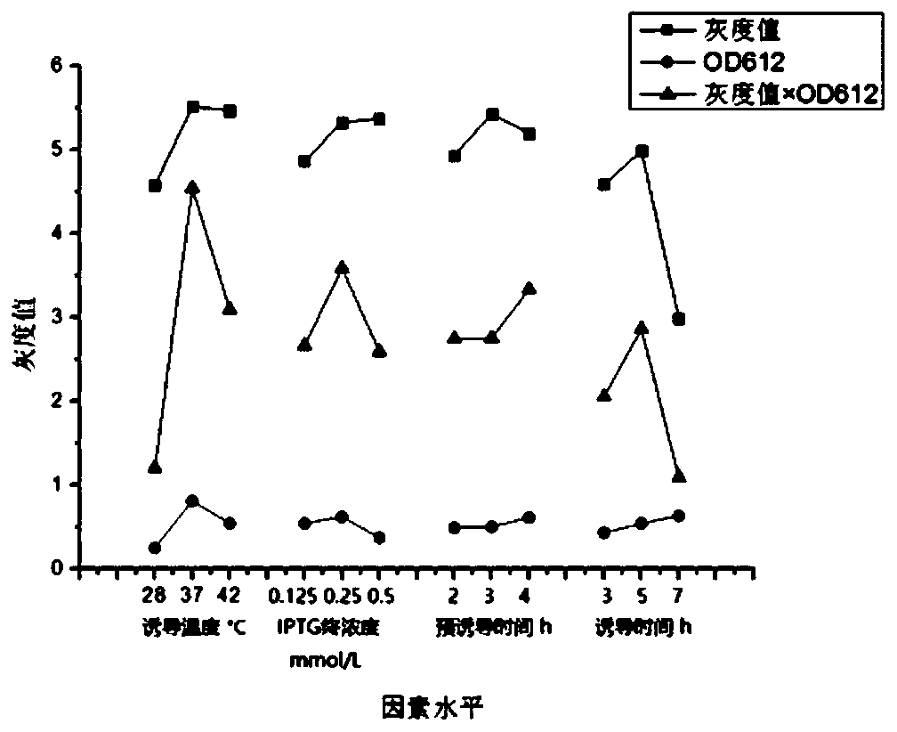 Expression optimization and purification method of helicobacter pylori serine proteinase