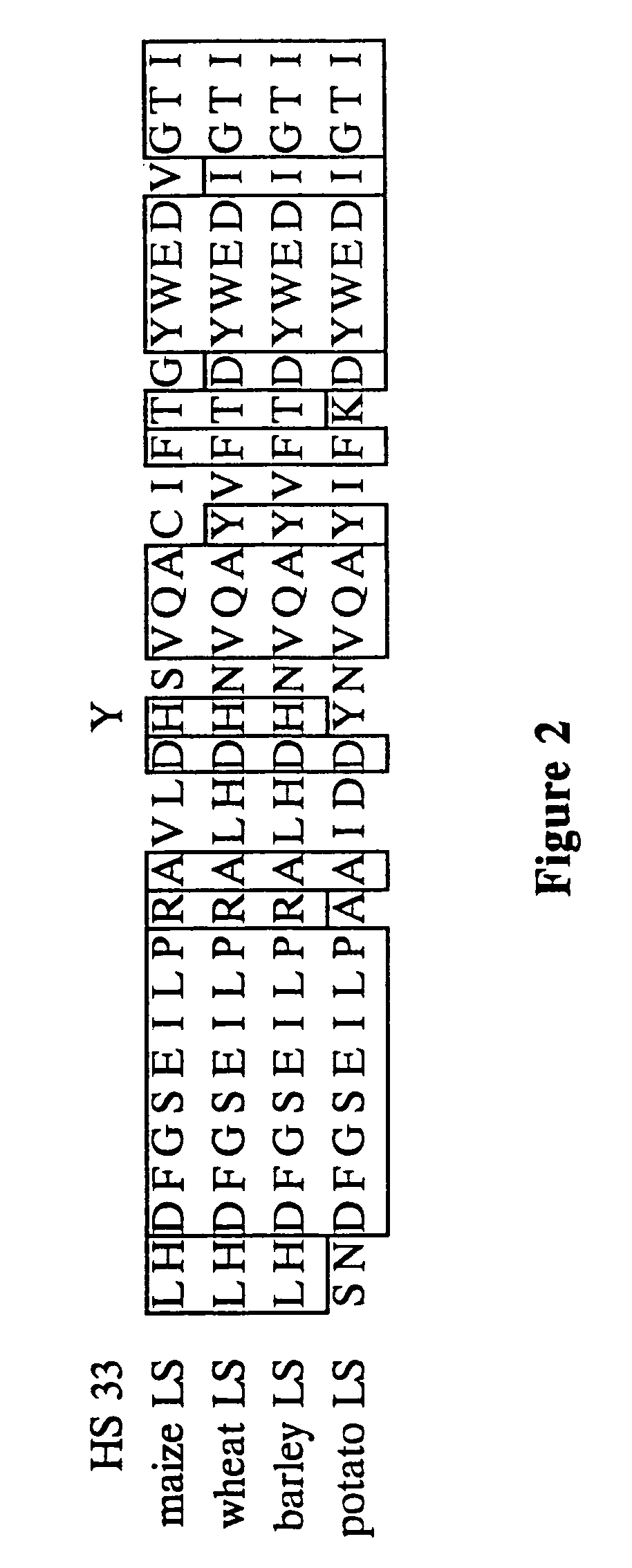 Heat stable mutants of starch biosynthesis enzymes