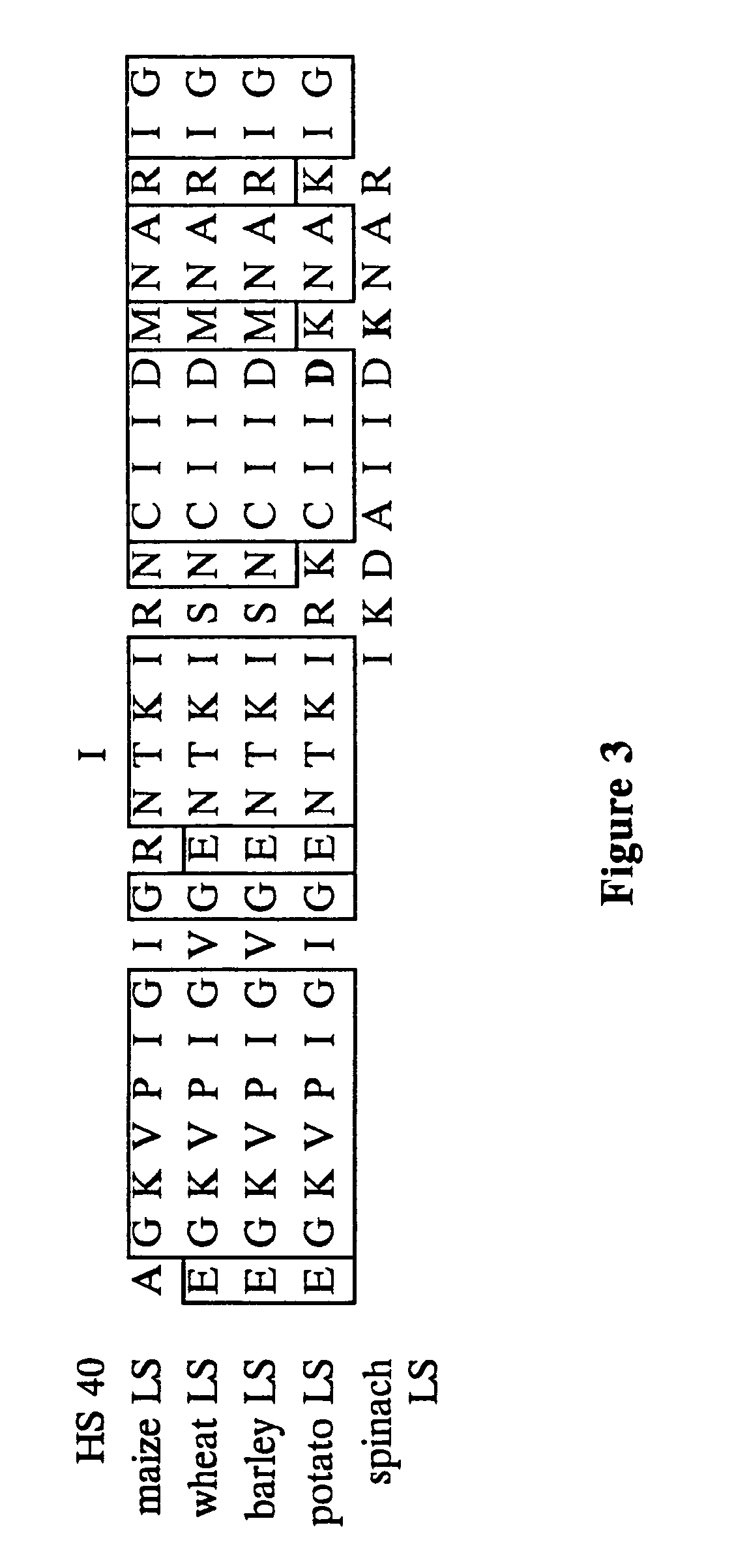 Heat stable mutants of starch biosynthesis enzymes