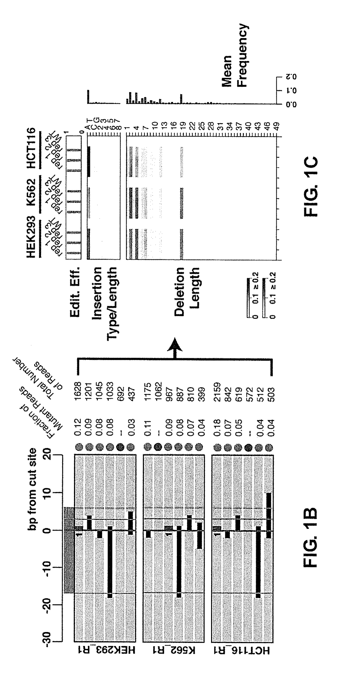 METHODS FOR USING DNA REPAIR FOR CELL ENGINEERING (as amended)