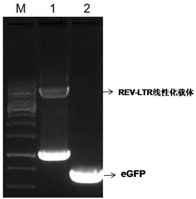 Construction method and application of eukaryotic expression linear vector based on avian reticuloendotheliosis virus LTR