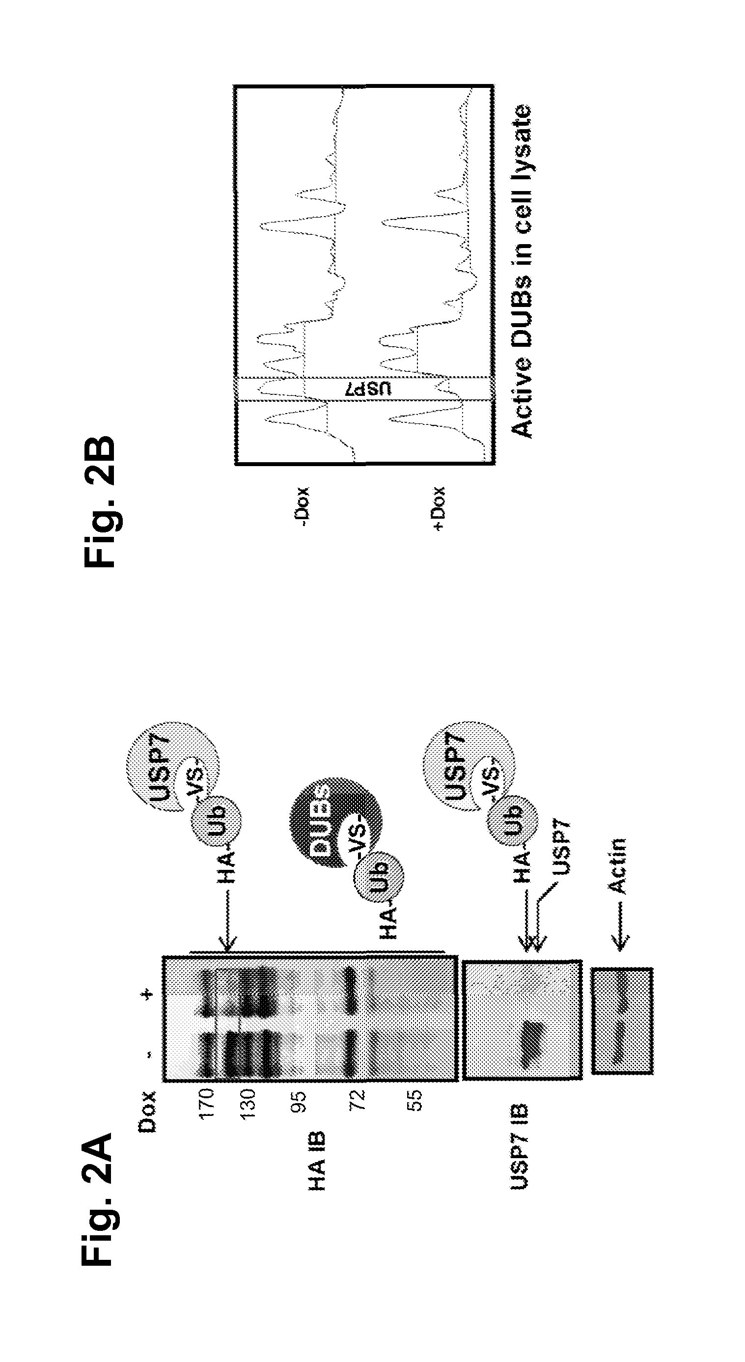 Novel selective inhibitors of ubiquitin specific protease 7, the pharmaceutical compositions thereof and their therapeutic applications