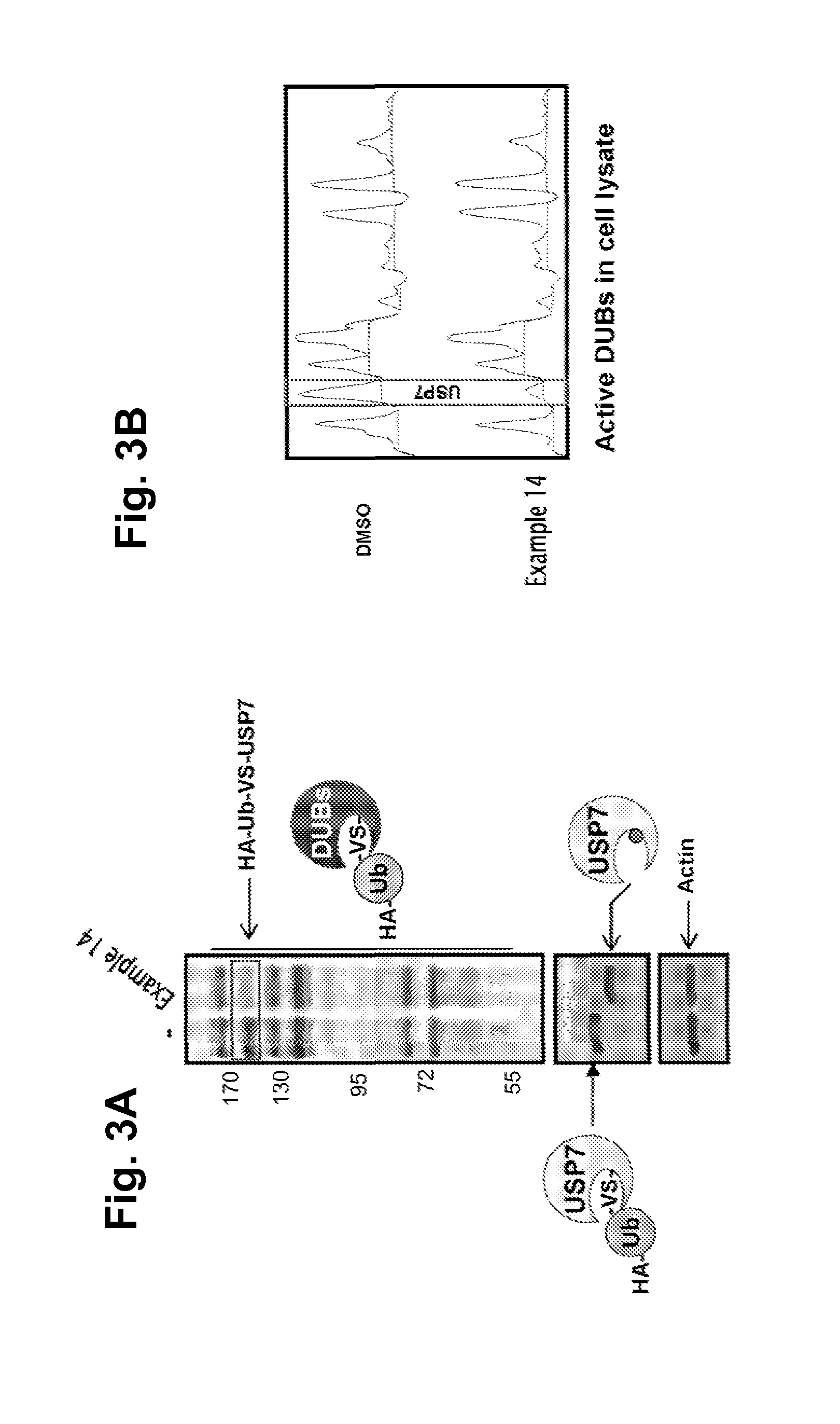 Novel selective inhibitors of ubiquitin specific protease 7, the pharmaceutical compositions thereof and their therapeutic applications