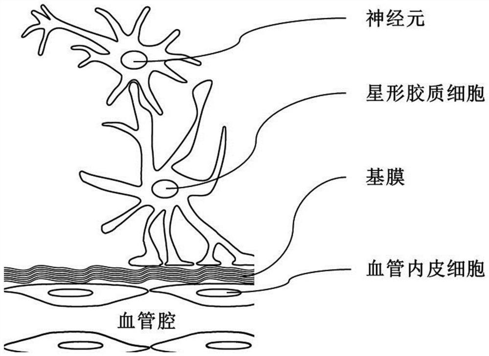 Bionic three-dimensional nerve blood vessel unit direct contact co-culture system and construction method thereof