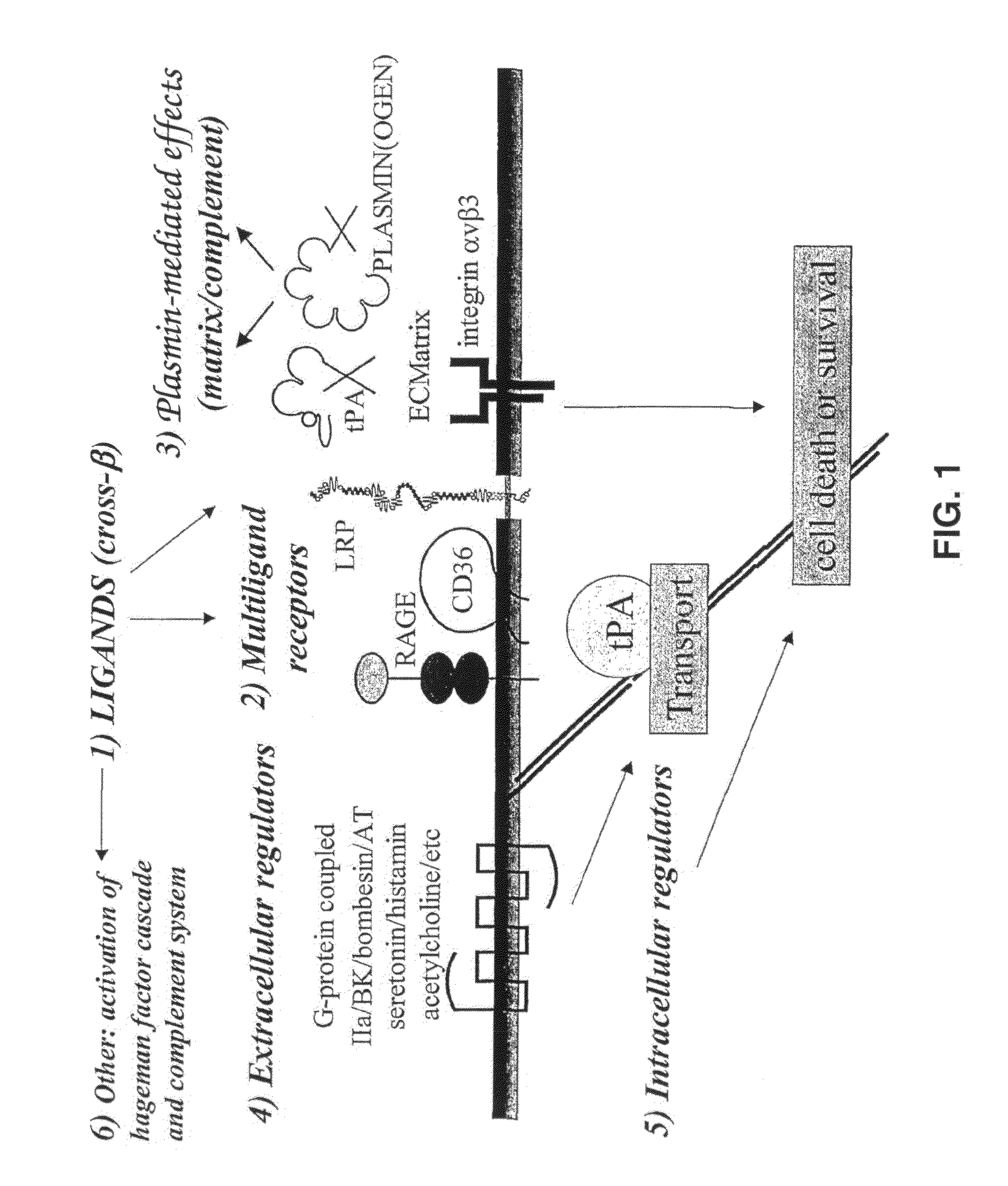 Cross-Beta Structure Comprising Amyloid Binding Proteins and Methods for Detection of the Cross-Beta Structure, for Modulating Cross-Beta Structures Fibril Formation and for Modulating Cross-Beta Structure-Mediated Toxicity and Method for Interfering With Blood Coagulation