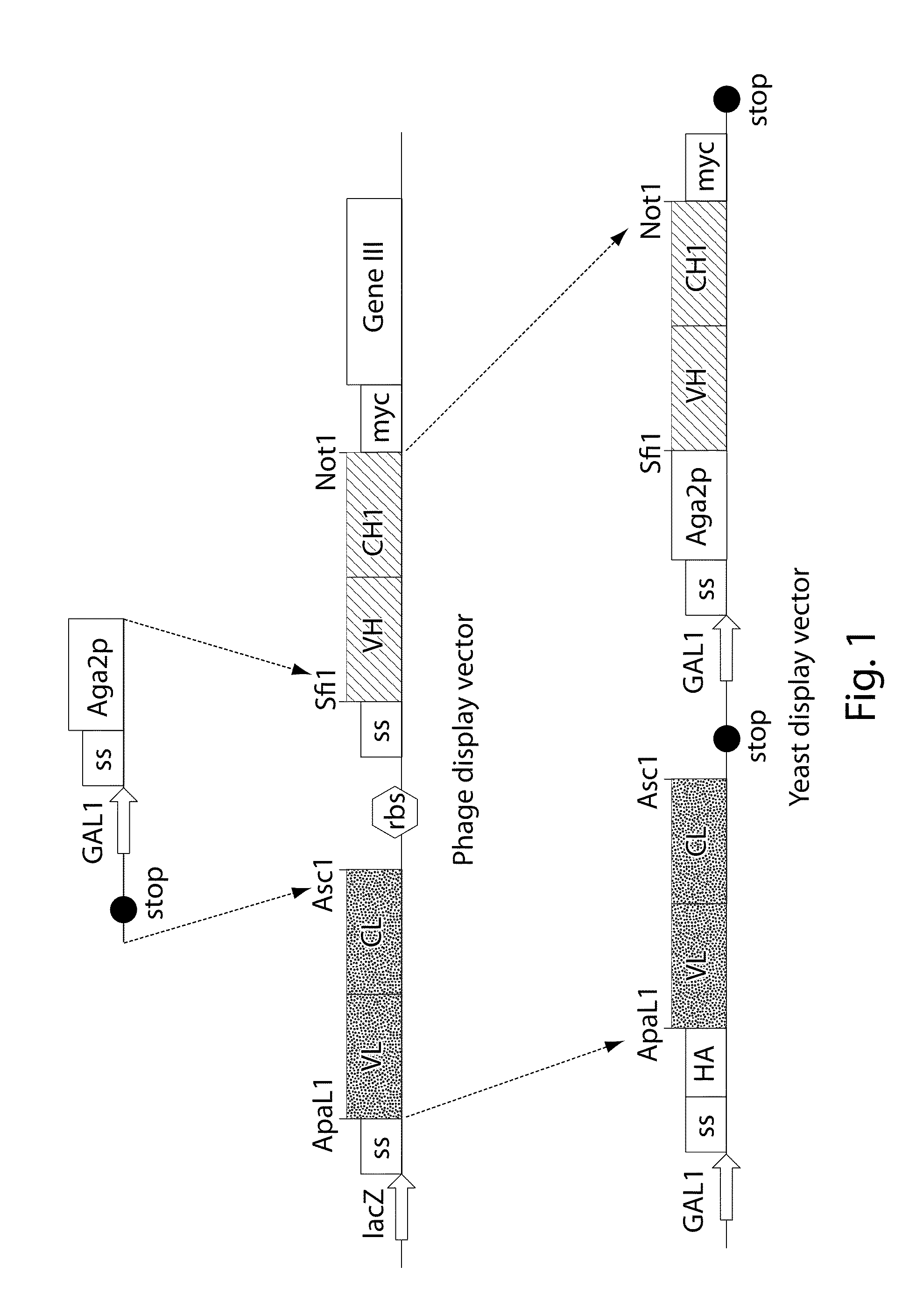 Multi-chain eukaryotic display vectors and uses thereof