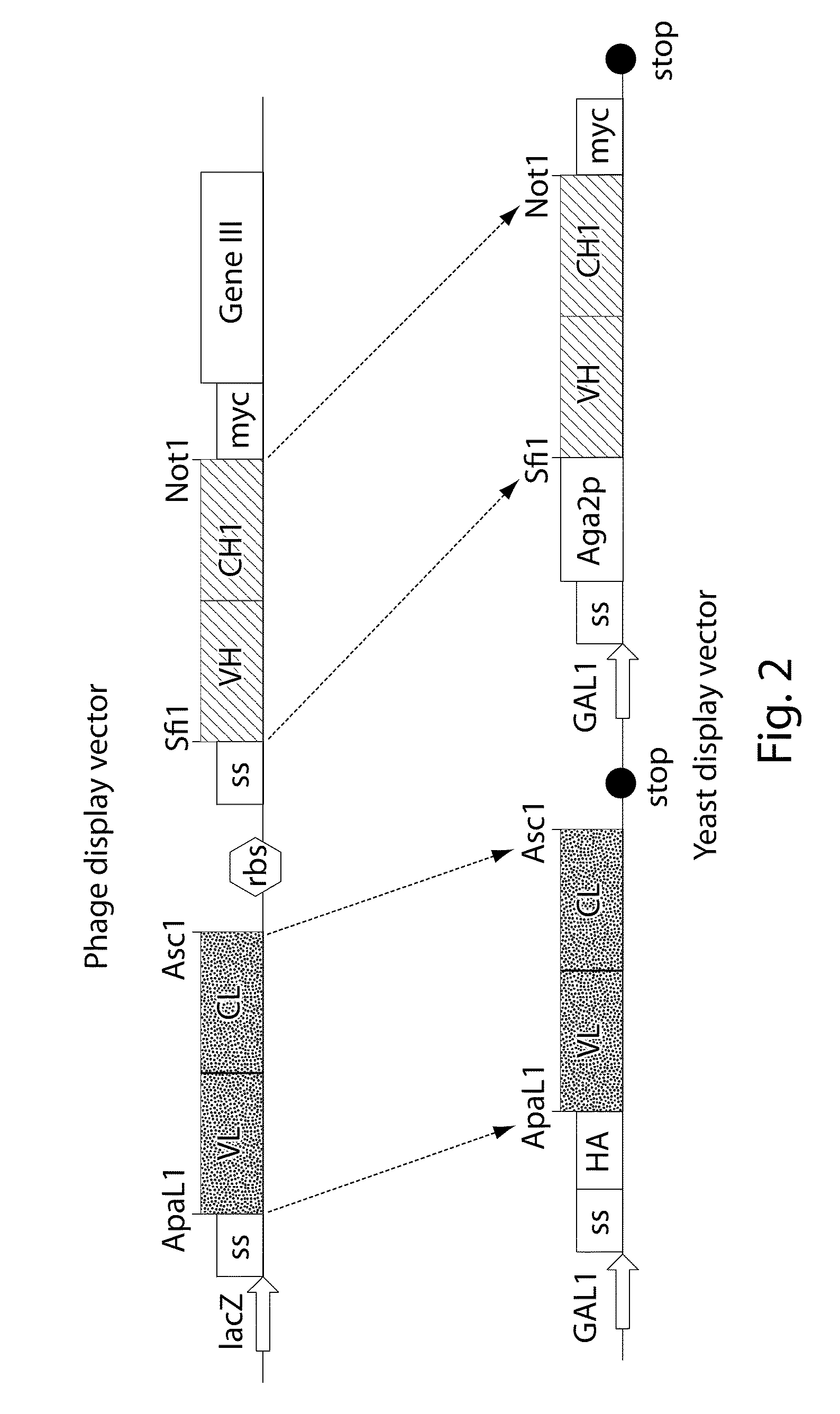 Multi-chain eukaryotic display vectors and uses thereof