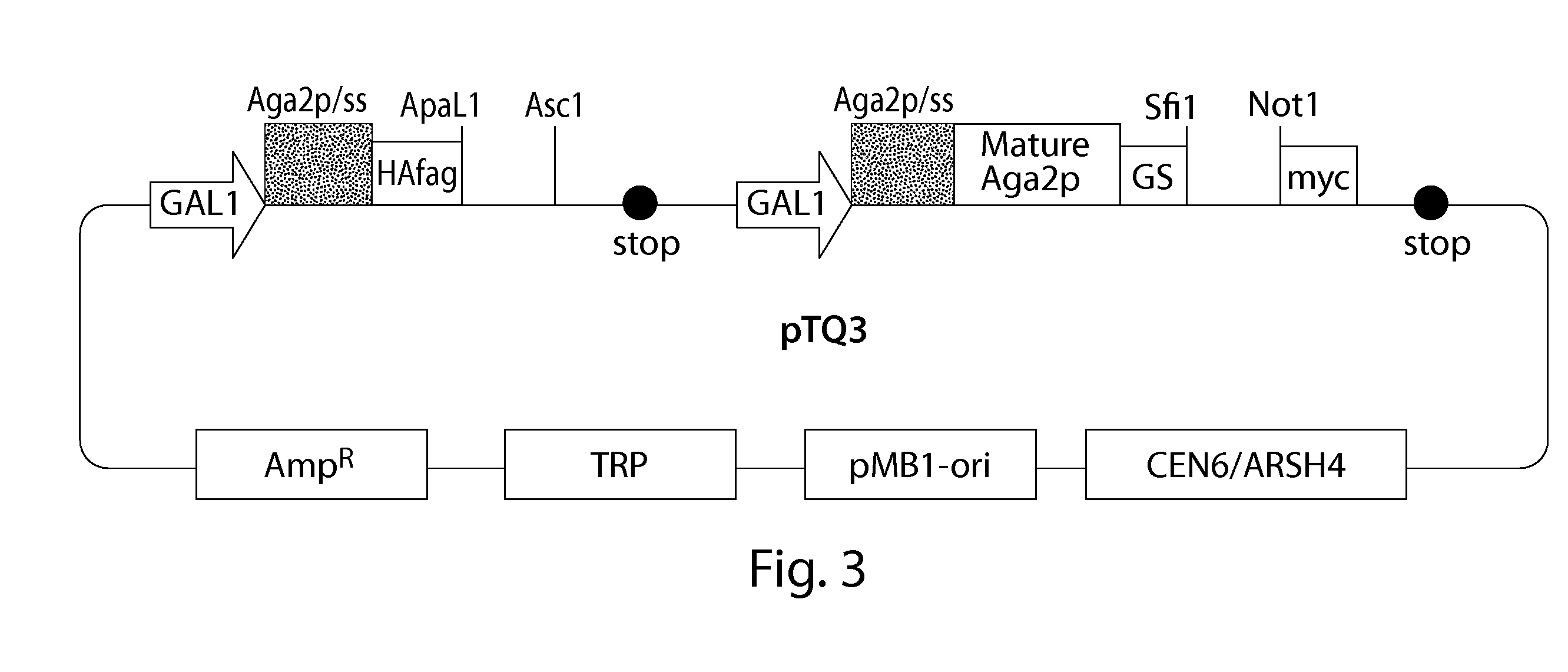 Multi-chain eukaryotic display vectors and uses thereof